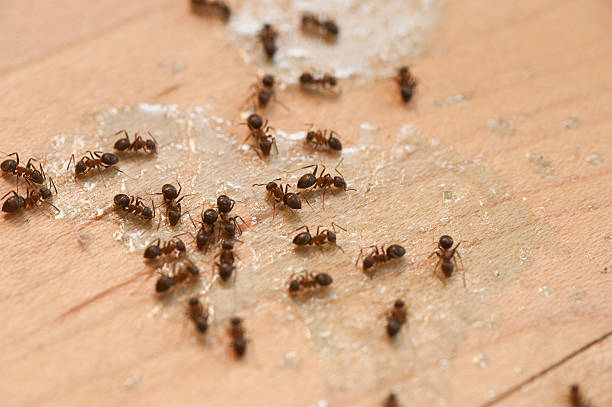 Best Mosquito Control Services  in Sea Girt, NJ