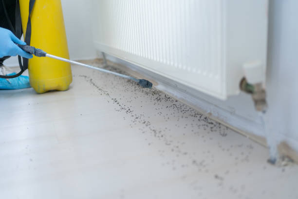 Best Spider Control Near Me  in Sea Girt, NJ